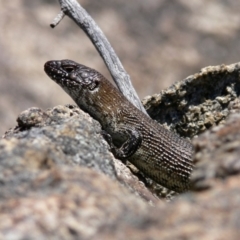 Egernia cunninghami (Cunningham's Skink) at Rendezvous Creek, ACT - 4 Nov 2008 by HarveyPerkins