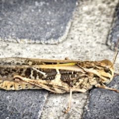 Gastrimargus musicus (Yellow-winged Locust or Grasshopper) at Banks, ACT - 3 Feb 2017 by UserfaKgHkxs