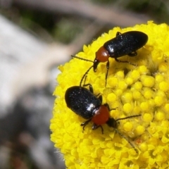 Atoichus bicolor (Darkling beetle) at Namadgi National Park - 3 Nov 2008 by HarveyPerkins