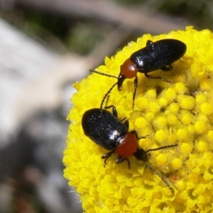 Atoichus bicolor at Rendezvous Creek, ACT - 4 Nov 2008