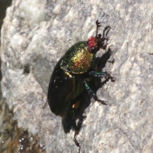 Lamprima aurata at Coree, ACT - 23 Nov 2014