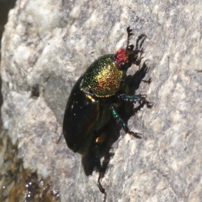 Lamprima aurata (Golden stag beetle) at Cotter Reserve - 22 Nov 2014 by HarveyPerkins