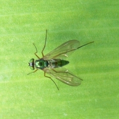 Austrosciapus sp. (genus) (Long-legged fly) at Kambah, ACT - 4 Nov 2009 by HarveyPerkins