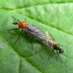 Bibio imitator (Garden maggot) at Kambah, ACT - 7 Nov 2009 by HarveyPerkins