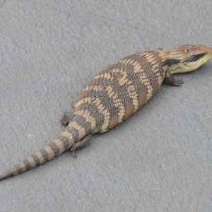 Tiliqua scincoides scincoides at Kambah, ACT - 3 Nov 2009 01:29 PM