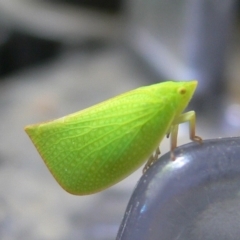 Siphanta acuta (Green planthopper, Torpedo bug) at Kambah, ACT - 7 Nov 2009 by HarveyPerkins