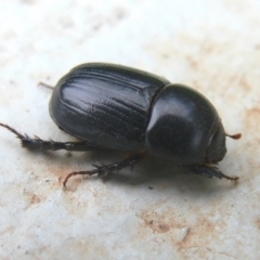 Heteronychus arator (African black beetle) at Kambah, ACT - 6 Nov 2009 by HarveyPerkins