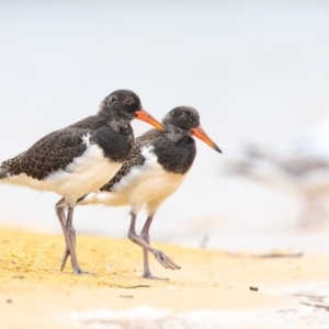 Haematopus longirostris at Merimbula, NSW - suppressed