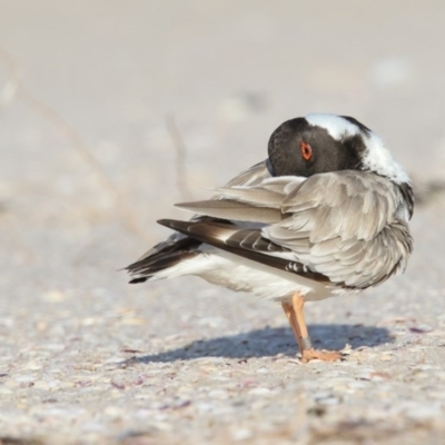 Charadrius rubricollis (Hooded Plover) at Eden, NSW - 16 Jan 2017 by Leo