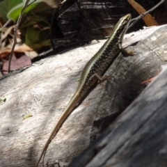 Eulamprus heatwolei (Yellow-bellied Water Skink) at Tidbinbilla Nature Reserve - 20 Jan 2017 by galah681