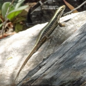 Eulamprus heatwolei at Paddys River, ACT - 21 Jan 2017