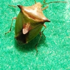 Cuspicona stenuella (Shield bug) at Isaacs, ACT - 4 Feb 2017 by Mike