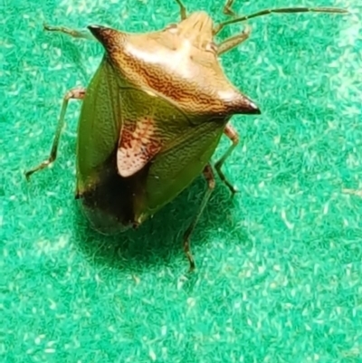 Cuspicona stenuella (Shield bug) at Isaacs, ACT - 3 Feb 2017 by Mike