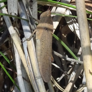 Goniaea carinata at Paddys River, ACT - 21 Jan 2017 11:16 AM