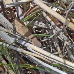 Goniaea carinata at Paddys River, ACT - 21 Jan 2017 11:16 AM