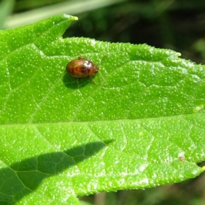 Alticini (tribe) (Unidentified flea beetle) at Tidbinbilla Nature Reserve - 21 Jan 2017 by galah681