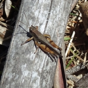 Phaulacridium vittatum at Paddys River, ACT - 21 Jan 2017