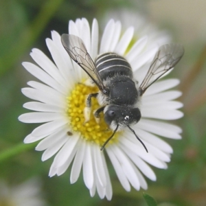 Pseudoanthidium (Immanthidium) repetitum at Kambah, ACT - 4 Feb 2017