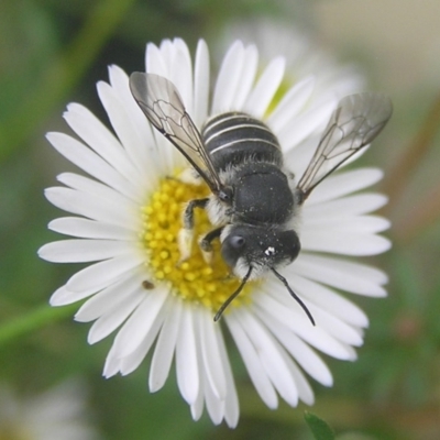 Pseudoanthidium (Immanthidium) repetitum (African carder bee, Megachild bee) at Kambah, ACT - 4 Feb 2017 by MatthewFrawley