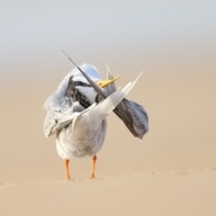 Sternula albifrons (Little Tern) at Mogareeka, NSW - 1 Feb 2017 by Leo