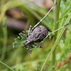 Acripeza reticulata at Paddys River, ACT - 4 Feb 2017