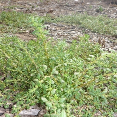 Dysphania pumilio (Small Crumbweed) at Commonwealth & Kings Parks - 2 Feb 2017 by JanetRussell