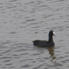 Fulica atra (Eurasian Coot) at Commonwealth & Kings Parks - 2 Feb 2017 by JanetRussell