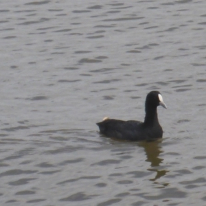 Fulica atra at Canberra, ACT - 2 Feb 2017