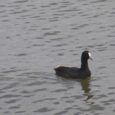 Fulica atra (Eurasian Coot) at Mount Ainslie to Black Mountain - 2 Feb 2017 by JanetRussell