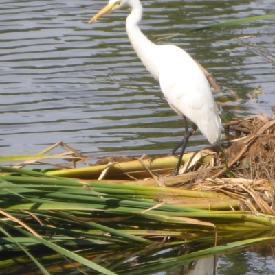 Ardea plumifera (Plumed Egret) at Commonwealth & Kings Parks - 2 Feb 2017 by JanetRussell