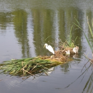 Ardea plumifera at Parkes, ACT - 2 Feb 2017