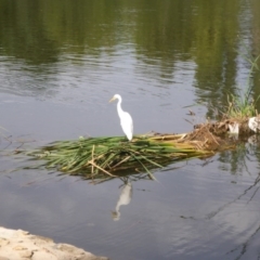 Ardea plumifera at Parkes, ACT - 2 Feb 2017