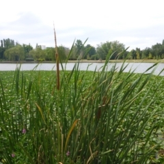 Typha domingensis (Bullrush) at Commonwealth & Kings Parks - 2 Feb 2017 by JanetRussell