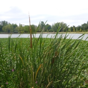 Typha domingensis at Canberra, ACT - 2 Feb 2017