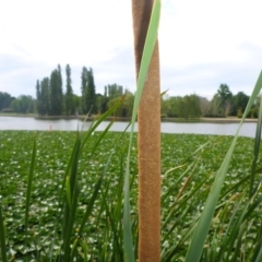 Typha domingensis at Canberra, ACT - 2 Feb 2017