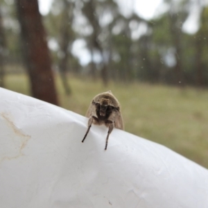 Mythimna (Pseudaletia) convecta at Hackett, ACT - 4 Jan 2017 12:00 AM