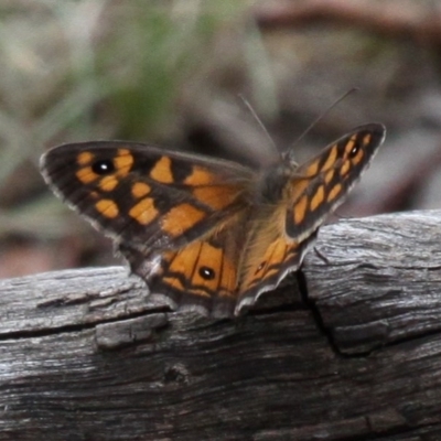 Geitoneura klugii (Marbled Xenica) at Paddys River, ACT - 4 Feb 2017 by HarveyPerkins