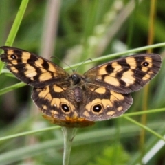 Heteronympha cordace (Bright-eyed Brown) at Gibraltar Pines - 4 Feb 2017 by HarveyPerkins