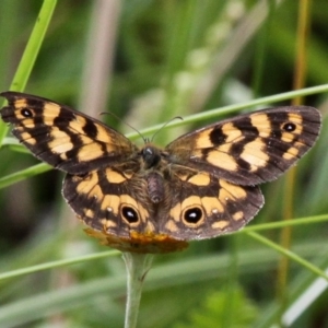 Heteronympha cordace at Paddys River, ACT - 4 Feb 2017