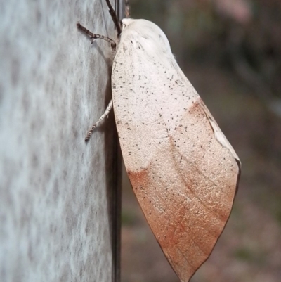 Gastrophora henricaria (Fallen-bark Looper, Beautiful Leaf Moth) at Majura, ACT - 5 Nov 2015 by Qwerty