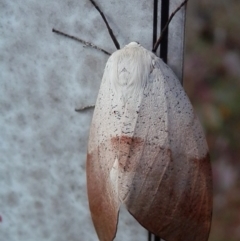 Gastrophora henricaria at Majura, ACT - 6 Nov 2015 12:00 AM