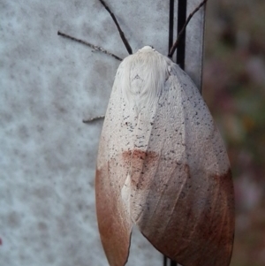 Gastrophora henricaria at Majura, ACT - 6 Nov 2015