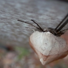 Gastrophora henricaria at Majura, ACT - 6 Nov 2015