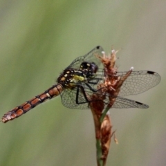 Nannophya dalei (Eastern Pygmyfly) at Gibraltar Pines - 4 Feb 2017 by HarveyPerkins