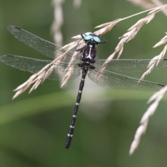 Eusynthemis guttata (Southern Tigertail) at Paddys River, ACT - 4 Feb 2017 by HarveyPerkins