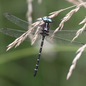 Eusynthemis guttata at Paddys River, ACT - 4 Feb 2017 03:59 PM