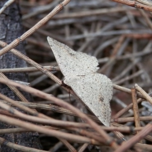 Taxeotis intextata at Canberra Central, ACT - 19 Nov 2015 12:00 AM