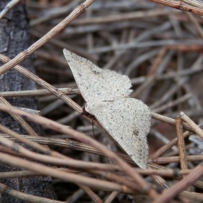 Taxeotis intextata (Looper Moth, Grey Taxeotis) at Canberra Central, ACT - 19 Nov 2015 by Qwerty
