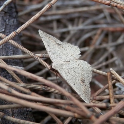 Taxeotis intextata (Looper Moth, Grey Taxeotis) at Canberra Central, ACT - 18 Nov 2015 by Qwerty