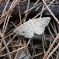 Taxeotis intextata at Canberra Central, ACT - 19 Nov 2015 12:00 AM